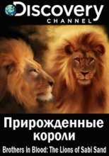 Discovery. Прирожденные короли / Brothers in Blood: The Lions of Sabi Sand (2015)