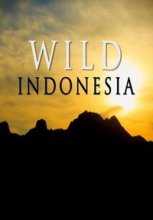 Дикая природа Индонезии / Wild Indonesia (2014)