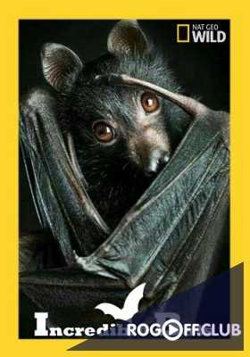 National Geographic. Удивительные летучие мыши (2016)